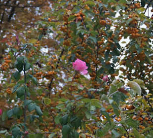 Parkanlage Planten un Blomen