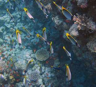 Fischschwarm bei der Delphin-Tour