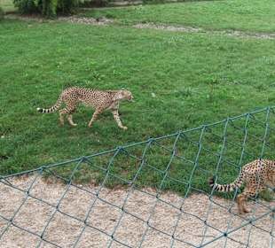 Tierwelt Herberstein