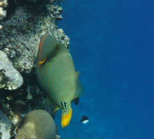 Orangenstreifen - Drückerfisch