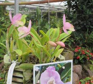 Orchidee 9