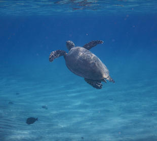 Schnorcheln Marsa Alam