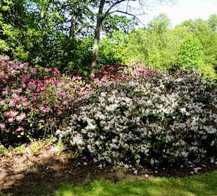 Spaziergang durch den Rhododendronpark im Mai