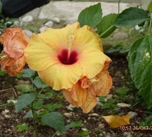 Stadtrundgang Dassia