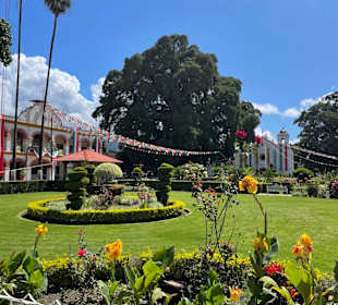 Blick auf die Sumpfzypresse von Túle 