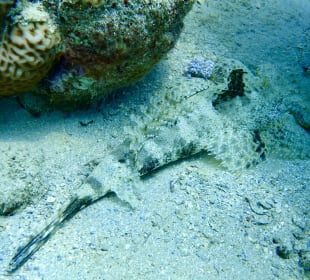 Schnorcheln Makadi Bay