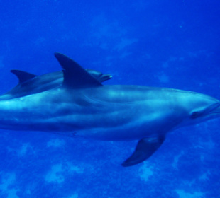 Cleopatra Service/Travel, Hurghada - El Gouna