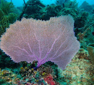 Fächerkoralle am Hausriff
