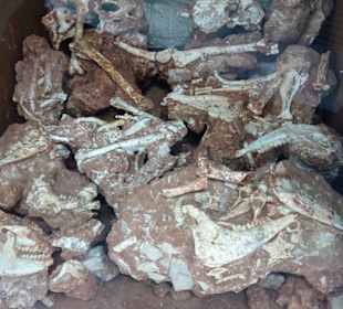 Versteinerte Tierknochen im Nationalmuseum