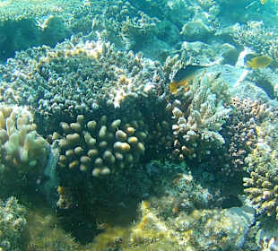 Schnorcheln Hurghada