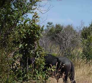 Krüger Nationalpark