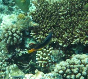 Hausriff Arabia Azur