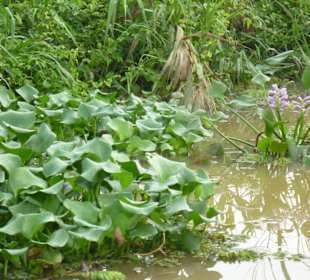 Morgendliche Flussfahrt zu den Ox-Bow Seen