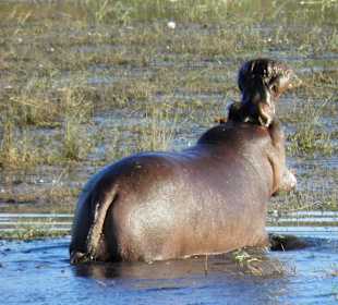Im Chobe Nationalpark
