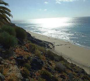 Pflanzenpracht am Hang