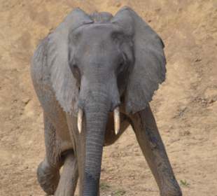Grauer Elefant