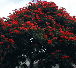 Afrikanischer Tulpenbaum