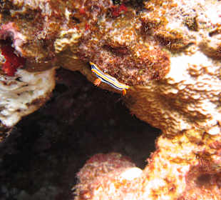 Shaab Marsa Alam