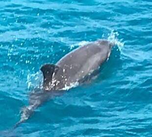 Schnorcheln Hurghada