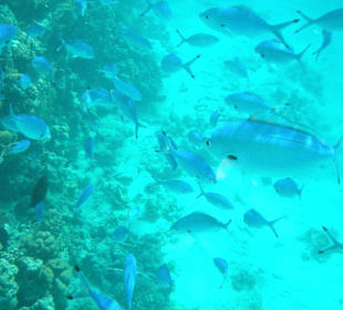 Leben im Riff