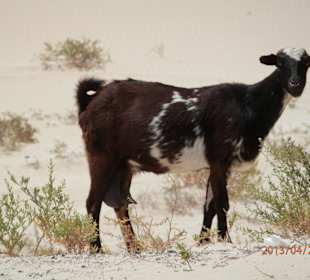 Parque Natural Corralejo