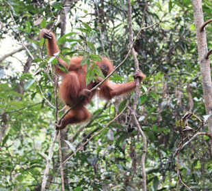 Orang Utan in den Bäumen
