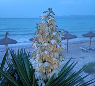 Strand Playa/Platja de Muro