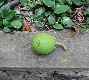 Beware of mysterious fruits everywhere