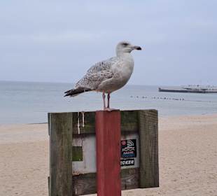 Strand Kolberg/Kolobrzeg