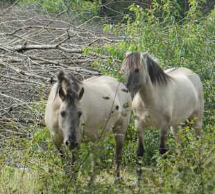 Freilaufende Weidetiere