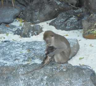 Monkey Beach
