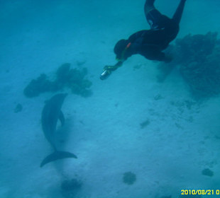 Schnorcheln mit Delfinen