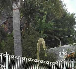 Wunderschöne Terrasse von Ocean Gardens