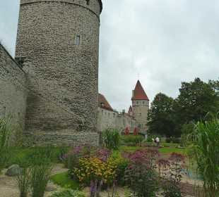 Sehr verschieden gestaltete Pflanzengruppen