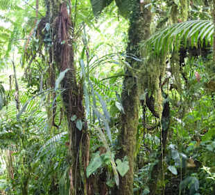 Wanderung durch den Nebelwald/Regenwald