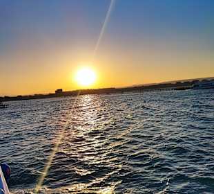 Delfinausflug mit Mo