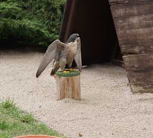 Greifvogel-Gehege