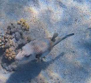 Schnorcheln Marsa Alam