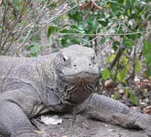 weiterer Waran auf Rinca