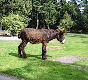 Wildparkimpressionen