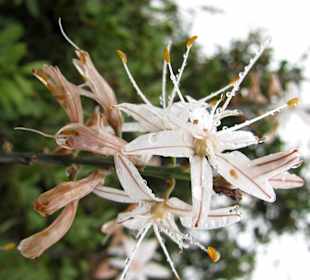 Blüten im Naturpark