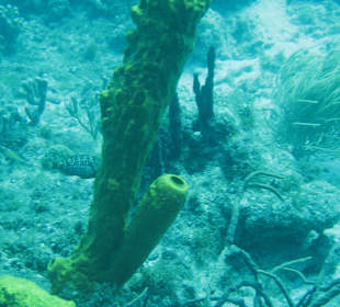 Vor St. Georges / Unterwasserwelt