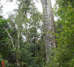 Tsitsikamma National Park