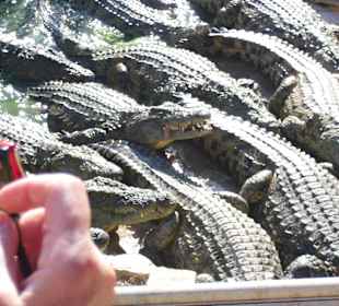 Ausflug zur Krokodilfarm