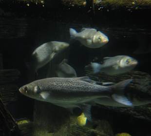Sea Life