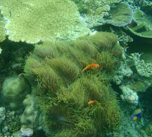 Wunderschöne Unterwasserwelt