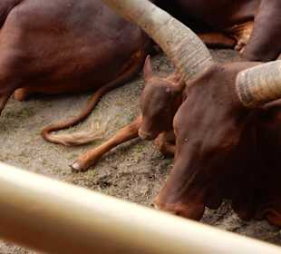 Durchfahrt Serengetipark