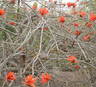 Parque Botánico de Maspalomas 13-02-2013