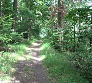 Wanderweg - Alter Steinbruch Pfaffenberg Runde
