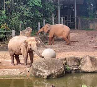Singapur Zoo